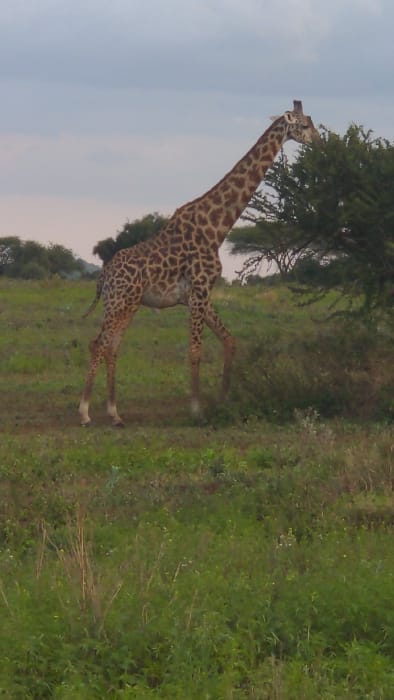 This image depicts a single giraffe foraging in a grassy, savanna-like environment within the specified location of Sanya Juu, Tanzania. The giraffe, characterized by its distinctive brown and tan reticulated pattern, stands with its body oriented towards the left, head elevated and turned to the right, actively consuming leaves from a medium-sized green acacia-type tree positioned on the right side of the frame. Its long neck is extended upwards and angled to reach the foliage. The foreground and midground consist of green and dry grasses of varying heights, indicating a natural, uncultivated landscape. Scattered trees and shrubs are visible in the background, primarily on the left, under an overcast or twilight sky displaying shades of light grey and muted blue. No other animals or human subjects are visible.