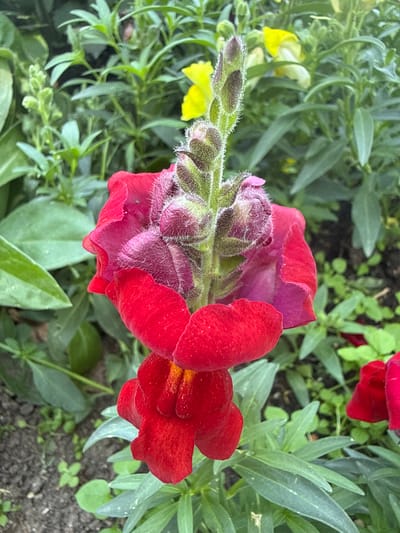 The image shows a close-up of a red snapdragon flower in bloom. The flower has a tall, spiky cluster of buds at the top, some of which are unfurling into vibrant red petals. The lower part of the flower is fully open, revealing a deep red color and a prominent yellow stamen. The flower is surrounded by green foliage and other snapdragon plants, some of which have yellow blooms. The scene appears to be in a garden or park setting, with the ground visible in the foreground. The image does not contain any people or specific landmarks that would indicate its location within Biberach an der Riß, Germany.