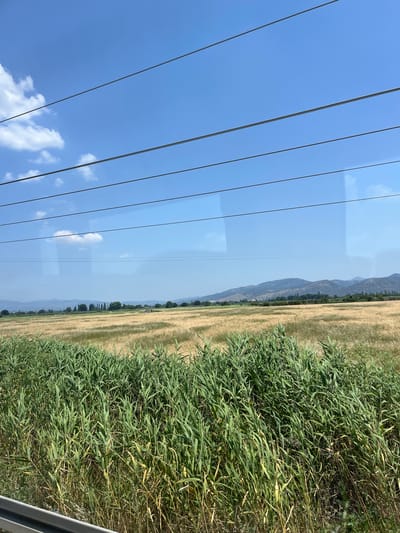 The image presents a sunlit rural landscape in Burhaniye, Turkey, viewed from within a vehicle, as evidenced by reflections on the apparent window through which the photograph was taken and a blurred metallic vehicle component visible at the bottom left. The upper portion of the scene features a clear blue sky with scattered white cumulus clouds, predominantly on the left side. Multiple dark, horizontal wires, likely overhead power or communication lines, traverse the sky, and their reflections are also visible on the window surface.

Below the sky, a vast expanse of golden-yellow cultivated fields, presumably ripening grain, stretches towards a distant mountain range. A band of green trees and vegetation separates the fields from the base of the mountains. A cluster of taller, slender trees stands distinct within this green band towards the left-center. The distant mountains appear hazy and blue-tinged, extending across the horizon.

In the immediate foreground, dense, tall green reeds or similar marshland vegetation occupy the lower third of the image, obscuring the ground directly beneath them. This vegetation is vibrant green, with some lighter yellow-green stalks indicating varying stages of growth or dryness. An irregularly shaped, darker patch, possibly a shadowed area or denser clump of vegetation, is visible within these reeds in the lower right portion. No people, animals, or explicit actions are discernible within the scene. The environment is characterized by open fields, natural vegetation, and distant topography under a clear sky.