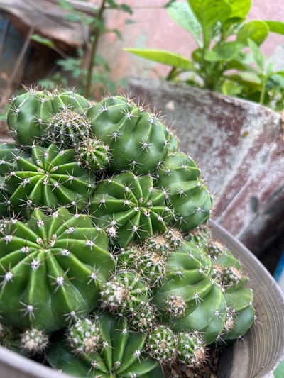 This image shows a close-up of a cluster of green cacti in a pot. The cacti have prominent ribs and sharp, white spines. Some smaller pups are also visible, growing from the sides of the larger cacti. In the background, out of focus, are some green plants and a rough-textured surface that appears to be part of a planter or wall. The scene is outdoors, with natural lighting. The image does not contain any people or actions. There is no information within the image that allows for a specific location within the city of Villa de Cura, Venezuela to be identified.