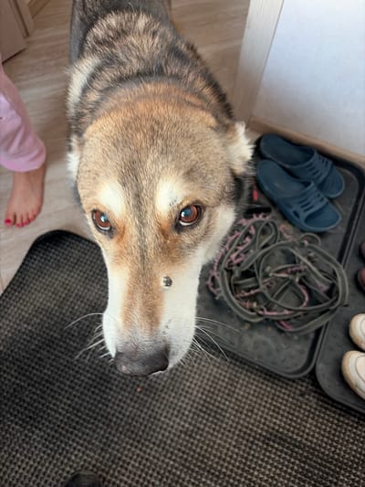 A close-up, high-angle shot shows the head of a dog looking directly at the camera. The dog has brown and grey fur with distinct markings around its face and eyes. Its nose is dark, and it has long white whiskers. A small, dark spot is visible on the bridge of its nose. To the left of the dog, a human foot with pink-painted toenails is visible, wearing light pink pants. In the background, to the right, a pair of dark blue flip-flops rests on a black tray, alongside a tangled assortment of leashes. Other shoes are partially visible on the tray. The flooring appears to be wood laminate. This scene is likely from an indoor entryway or mudroom, possibly located in Прохладный, Russia.