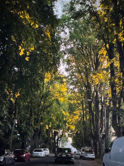 The image depicts a wide, asphalt road flanked by mature deciduous trees that form a dense, overarching canopy. The scene is illuminated by warm, directional sunlight, indicating either early morning or late afternoon, with golden light reflecting off the upper leaves of the trees, predominantly on the right side of the frame. This characteristic arboreal tunnel effect, combined with the presence of what appear to be substantial residential properties visible through the foliage and the general street layout, is consistent with Chancellor Boulevard within the University Endowment Lands (UEL) in Electoral Area A, Metro Vancouver, British Columbia, Canada.
The road, appearing to have a slight downhill gradient in the distance, is occupied by several vehicles. On the left side of the road, parked parallel to the curb, are a dark grey vehicle (possibly a coupe or sedan) in the immediate foreground, followed by a red sedan, and then several white sedans or SUVs further down the street. On the right side, a light-colored sedan or wagon with items secured on its roof rack is parked. In the main traffic lane, a dark-colored SUV is visible, facing away from the viewer, receding into the distance. The front right section of a white cargo van is visible in the extreme foreground on the right, suggesting the image was captured from a vehicle or close to the roadside. A single street light pole with a cobra-head luminaire is visible on the right side, rising above the parked cars. No individuals are visible. The sky, partially visible through the canopy gaps, appears bright and clear.