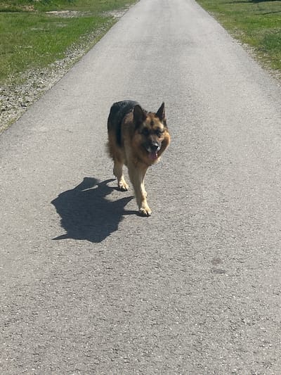 In Velykyi Trostianets, Ukraine, a German Shepherd is walking on a paved path. The dog is medium-sized with tan and black fur. It is facing the camera and its tongue is sticking out. The dog's shadow is cast on the path to its left. The path is bordered by a strip of gravel and then grass on either side. The scene appears to be outdoors in daylight.