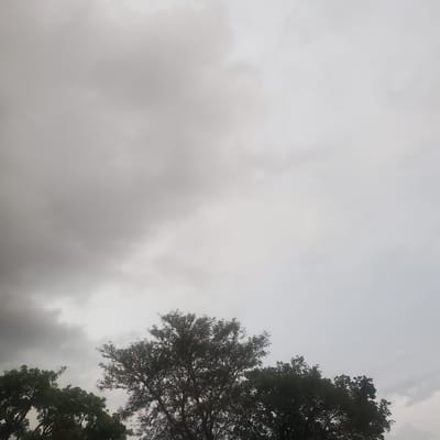 The image captures an overcast sky with large, grey clouds dominating the frame. Silhouetted against the cloudy sky are the tops of two trees, their branches and leaves visible in dark green and black hues. The tree on the right is larger and more prominent, with dense foliage, while the tree on the left is smaller and appears more wispy. The overall mood of the image is somber and perhaps a bit gloomy, suggesting an impending rain or a day after a storm. The lighting is diffused due to the cloud cover, indicating it is likely daytime, possibly late afternoon or early morning. There are no people or discernible objects in the scene, focusing entirely on the natural elements of sky and trees. No text is visible in the image. The setting appears to be outdoors, in a natural environment, consistent with the location context of Ribina East, Nigeria.