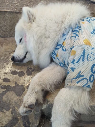 A fluffy white dog is sleeping on a stone surface. The dog is wearing a light-colored t-shirt with a blue pattern of letters and yellow circles. The dog's head is resting on its paws, and its eyes are closed. A small patch of pink is visible on the dog's forehead. The background consists of a rough, textured stone ground with some darker patches. The lighting suggests it could be daytime, possibly outdoors. The scene appears peaceful and relaxed. The t-shirt has visible blue lettering that reads "YOU ARE" multiple times.