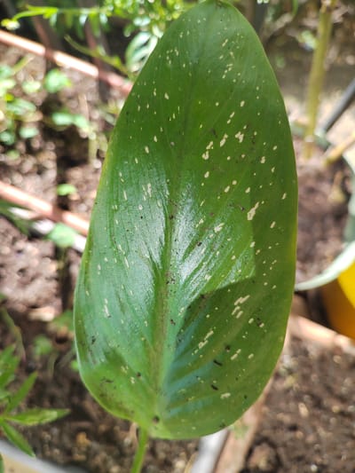 A close-up, vertical shot focuses on a single, glossy green leaf with a pointed tip and a prominent central vein. The leaf is speckled with numerous small, irregular white spots, varying in size and density. Some darker speckles, possibly dirt or blemishes, are also visible. The background is blurred, suggesting a shallow depth of field. It depicts an outdoor environment with green foliage, brown soil, and hints of pinkish-brown cylindrical objects, likely plant supports or trellises. The overall impression is that of a plant in a garden or potted setting, possibly in Soisy-sous-Montmorency, France, given the context provided, though no specific landmarks or identifying features of the location are visible in the image itself.