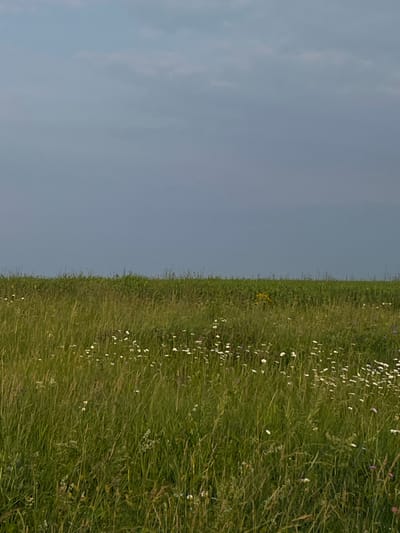 The image depicts a serene natural landscape with a vast expanse of green grass and scattered white wildflowers under a cloudy sky. The horizon is a clear line separating the vibrant green of the meadow from the muted blue of the sky. There are no people, structures, or any signs of human activity visible in the scene. The focus is on the natural environment, emphasizing the lush vegetation and the expansive sky. The location in Kutlu-Bukash, Russia, is implied but not visually represented within the frame.