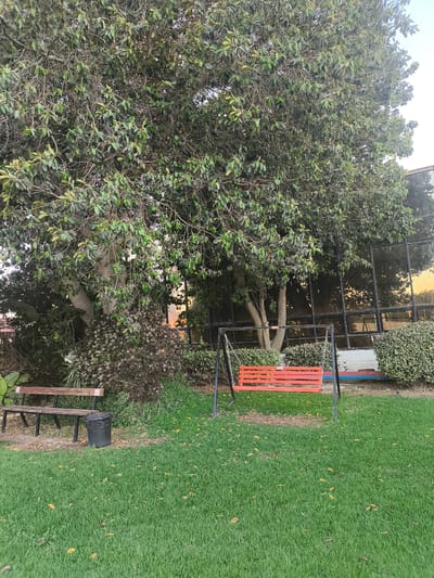 A tranquil outdoor scene is captured, likely in Dimona, Israel, during the late afternoon or early evening. The setting is a well-maintained garden or park, characterized by a lush green lawn dotted with scattered yellow leaves, hinting at an autumn season or a recent shedding of foliage.
Dominating the background is a large, mature tree with a dense canopy of dark green leaves, its branches stretching wide. Behind the tree, a modern building with large, reflective glass windows is visible. The windows mirror the warm hues of the setting sun, creating an impression of golden light. Several manicured bushes and hedges border the building and the grassy area.
In the foreground, a bright red swing set with a wooden plank seat is positioned on the lawn. To the left of the swing, a wooden park bench with metal legs provides seating. Beside the bench, a black trash can stands near the edge of the grass.
There are no people visible in the image, suggesting a peaceful and unoccupied space. The overall mood is one of calm and serenity, with the natural elements of the tree and grass contrasting with the man-made structures of the building and park furniture. The lighting indicates a transitional time of day, possibly sunset, given the warm reflections in the windows. No visible text is present in the image.