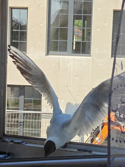 A seagull with spread wings is perched on a window sill, with its head down and black cap visible. The bird is predominantly white and gray. Behind the bird, a tan building with two large windows featuring dark grid patterns is visible. The windows reflect greenery and a house. To the right of the building, an orange construction vehicle's arm is partially visible. The foreground shows a metallic window frame. The scene appears to be outdoors, possibly in an urban or suburban setting given the building and construction equipment. The image is taken from a slightly upward angle, focusing on the seagull.