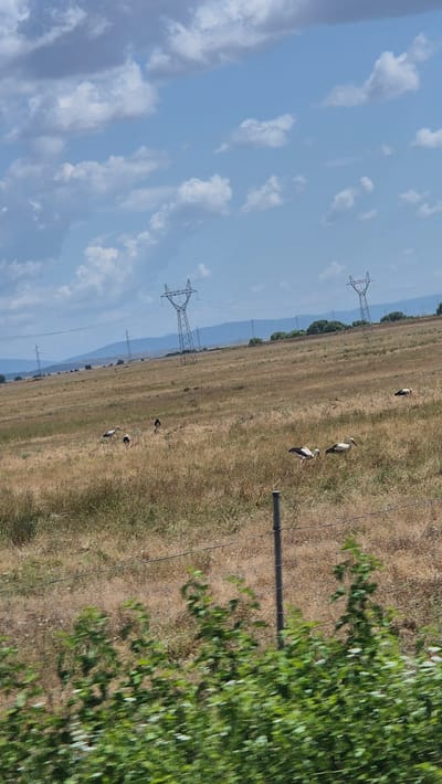 The image depicts a rural landscape in Palauzovo, Bulgaria. The scene is dominated by a dry, grassy field with several large storks scattered throughout. In the background, power lines and pylons stretch across rolling hills under a partly cloudy sky. In the foreground, a fence with thin wires and a wooden post runs horizontally across the image, with blurry green foliage in front of it. The overall impression is one of a quiet, natural setting with human infrastructure present.