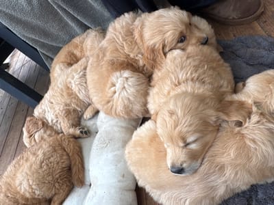 The image displays a close-up, elevated view of five light-brown puppies, possibly Golden Retrievers or similar breeds, resting in a pile. The puppies are primarily sleeping or deeply relaxed, with several snuggled against each other. One puppy on the far right has its eyes closed, head resting on another's back. Another puppy in the upper center has its eyes slightly open, looking towards the right. The puppies are situated on a light-colored, padded surface, possibly a cushion, which partially covers a dark grey textured blanket or towel visible on the right side. A wooden plank floor, light brown with visible grain, extends from the left foreground into the background. A black metal chair leg is visible on the far left. A brown, suede-like slipper is partially visible in the upper right background. The scene depicts a domestic environment within the Maale Yosef Regional Council, Israel.