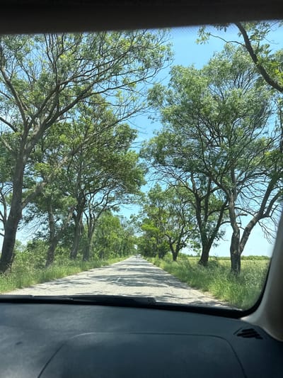 The image depicts a straight paved road, likely a rural or country route, viewed from inside a vehicle through its front windshield. The dashboard and a portion of the windshield frame are visible at the bottom of the frame. The road stretches into the distance, flanked on both sides by a dense line of mature deciduous trees with predominantly green foliage, forming an avenue. The trees have thick, irregular trunks and branches, with patches of visible sky through their canopy. The sky is clear and bright blue. Green grass and low vegetation line the shoulders of the road, with some small red flowers visible in the grass on the right side. In the far distance on the road, a light-colored car is observable, moving away from the viewer. This scene is located in Irechekovo, Bulgaria. No individuals are visible.