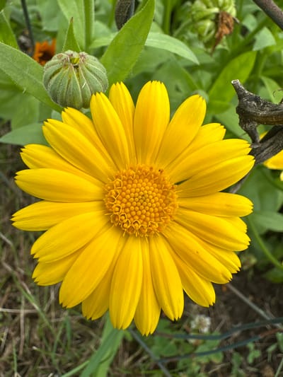 A close-up, eye-level shot of a bright yellow daisy-like flower is the primary subject. The flower is in full bloom, with numerous petals radiating outwards from a textured, orange-yellow center. The petals are a vibrant yellow, with subtle veins visible and slightly pointed tips. The flower is positioned in the center of the frame, dominating the composition.
To the left of the flower, a closed green bud, also appearing to be a daisy variety, is visible. This bud is covered in fine, fuzzy hairs and is partially obscured by a large green leaf. Other green leaves and stems are blurred in the background, suggesting a garden setting. A thin, dark, twig-like branch extends into the upper right portion of the image, with a small, dark, dried bud or seed pod attached. The ground beneath the flower is a mix of dry grass and soil, with a thin, dark wire fence visible in the lower right quadrant. The lighting is natural, with the flower well-illuminated, highlighting its texture and color. The overall impression is of a natural, outdoor scene focused on the detail of the flower. The location of Grigiškės, Lithuania, is not evident from the image itself.