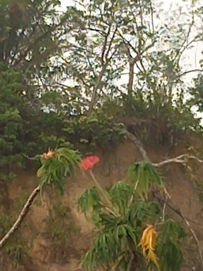 The image displays an outdoor natural scene, possibly viewed from a slight elevation looking downwards. The scene is dominated by various forms of vegetation and reddish-brown soil.

In the mid-ground, a prominent plant with vibrant red, torch-like flowers or inflorescence is visible, surrounded by long, spiky green leaves. Below and to the right of this, another plant with similar green foliage features bright yellow, somewhat shriveled leaves or flowers. The ground is reddish-brown earth, with some sparse green plants and a lighter-colored branch or root lying across it.

The background and upper left portion of the image reveal a dense canopy of tree branches and foliage against a very bright, almost white sky, suggesting clear weather and ample daylight, likely midday. No people or human-made objects are visible, and there is no discernible activity taking place. The overall impression is one of a wild or uncultivated natural environment. No text is visible in the image. Given the context of Puloblang, Indonesia, the vegetation may be indicative of a tropical or subtropical climate.
