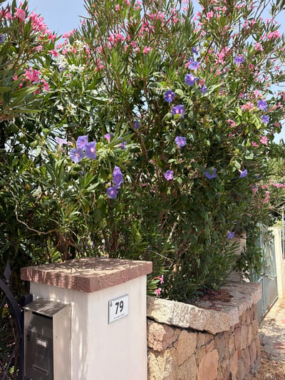 This is a full-frame, eye-level, outdoor shot of a vibrant hedge with pink and purple flowers in Santu Diadòru, Italy. The hedge is dense and leafy, with many small pink flowers and some larger purple trumpet-shaped flowers interspersed. In the foreground, a white post with a stone cap stands to the left, featuring a metal mailbox and a sign displaying "79 Via Antonio Gramsci". To the right, a textured stone wall runs along the base of the hedge, with a light blue metal gate visible in the background. The scene is illuminated by bright daylight, casting shadows on the wall. There are no people or animals visible in the image. The overall impression is one of a well-maintained garden area next to a street.