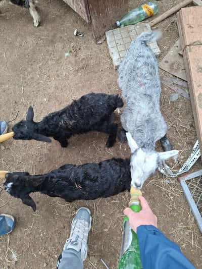 The scene depicts three young goats being bottle-fed, located outdoors on a dirt surface with scattered hay. One goat is predominantly grey with a white head, while the other two are black. A person, visible through their arm and partially visible shoes, is feeding the grey goat with a green bottle. Another person is feeding the black goats, only visible by their legs and shoes. A Schweppes bottle lays discarded nearby. The setting includes elements of wood and metal structures in the background. The location is Moshtanets, Bulgaria.