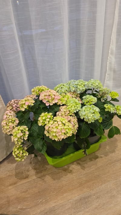 A vibrant potted hydrangea plant is the central focus of this indoor scene. The plant features numerous large, dense clusters of blooms displaying a beautiful color gradient, transitioning from fresh lime green at the top and left to soft pale pink and cream hues towards the bottom and right. Its foliage consists of healthy, dark green leaves. The plant is housed in a dark-colored pot, which rests inside a bright, rectangular lime-green tray.
To the left of the plant, a translucent white sheer curtain stretches from the top to the bottom of the frame. It has fine, delicate vertical stripe patterns and subtle horizontal ripples or folds, suggesting it's drawn across a window, allowing soft, diffused light to enter. The right side and bottom portion of the image reveal a light brown wooden floor, characterized by visible wood grain and distinct planks.
The perspective is slightly overhead, looking down at the plant from above. The overall setting is a quiet, domestic interior, likely a room within a home in Ihringshausen, Germany, illuminated by natural daylight filtering through the curtain. There are no people present, no discernible activity taking place, and no visible text in the image.
