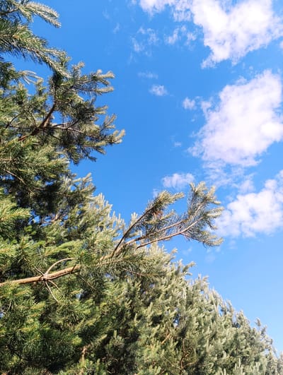 This media file is a vertical, low-angle photograph looking up at a clear blue sky dotted with fluffy white clouds. The foreground is dominated by the lush green needles and brown branches of pine trees. The pine branches fill the left and bottom portions of the frame, creating a dense canopy that partially obscures the sky. The lighting suggests it is daytime, likely late morning or early afternoon, with the sun casting a bright light on the pine needles, highlighting their texture. The scene appears to be set in a natural environment, possibly a forest or park, given the abundance of pine trees. The clear sky and visible clouds suggest fair weather. There are no people or visible text in the image. The overall mood is peaceful and serene, capturing a common natural landscape. The location context suggests this scene could be in Ivanovskoe, Russia, which is known for its natural beauty and forested areas.