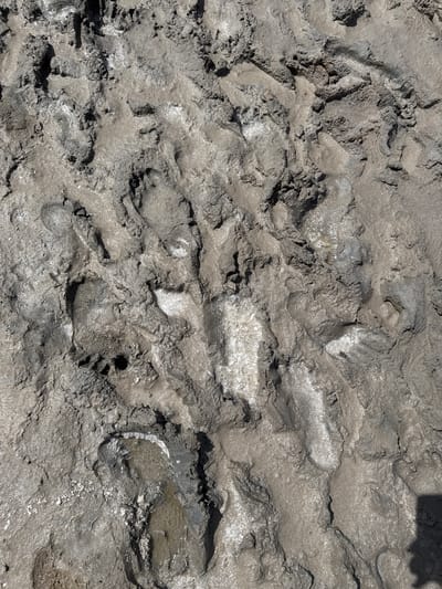 The image shows a close-up, overhead view of a muddy surface with numerous footprints. The mud is a light brown-gray color and appears wet in some areas, with some areas having a slightly crusty texture. The footprints are varied in depth and clarity, indicating they were made by different individuals or at different times. Some footprints are clearly defined, showing the imprint of soles, while others are more smudged. There are also some areas where water has collected in the depressions left by the footprints. In the bottom right corner, a dark shadow suggests the presence of an object or person casting a shadow, though neither is fully visible. The overall impression is of a well-trafficked muddy area. The location is specified as Bursol, Russia.
