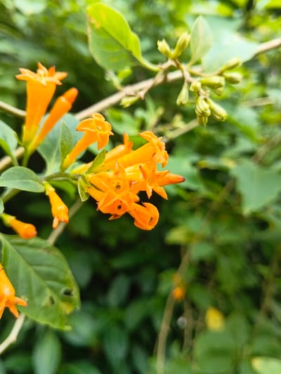 A close-up photograph depicts a section of a plant branch featuring vibrant orange tubular flowers and developing green flower buds. A central cluster contains approximately ten individual blooms, with several fully open, exhibiting four or five discernible petal lobes forming a star-like shape, while others remain as elongated, closed buds. The flowers present a uniform bright orange hue. Attached to the same slender, light brown branch are several green, ovate leaves, some displaying minor, irregular perforations or brown edges. The background is composed of heavily blurred green foliage, consistent with a dense natural outdoor botanical environment. No human subjects or man-made objects are identifiable within the frame. The scene is located in the city of Tây Ninh, Vietnam.