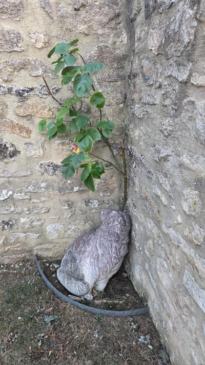 This image depicts a stone statue of a lion-like creature in a corner formed by two stone walls. A rose bush is growing out of the ground and its stem is leaning against the statue's head, extending upwards along the wall. The ground is covered with dry grass and some scattered leaves. The stonework appears to be old and weathered. There are no people or animals present in the scene. The image was taken outdoors, likely in a garden or courtyard setting. The location is identified as Macé, France.