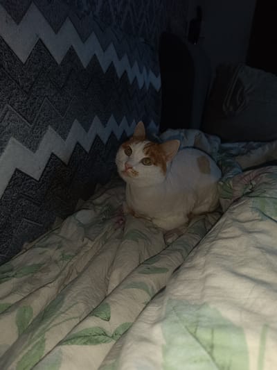 The image shows a cat sitting on a bed. The cat is white with orange markings on its head and a small patch on its back. It is looking upwards with its ears perked. The bed has a floral-patterned duvet cover. The headboard behind the cat has a zigzag pattern. The location appears to be indoors, possibly a bedroom. The image does not provide any information about the city of Closed administrative–territorial formation "Mezhgorye", Russia.