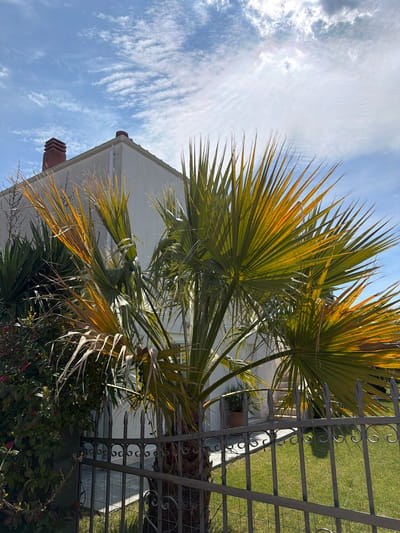 A palm tree stands prominently in front of a building, partially obscured by a wrought-iron fence. The tree's fronds exhibit varying shades of green and yellow. The building features a light-colored exterior with a visible brick chimney. The sky above is blue with streaks of white clouds. The fence separates the tree and building from a lawn area, visible through the metal bars. The scene is situated in a residential setting with landscaping elements like bushes present. The location is Megas Alexandros, Greece. No people are visible.