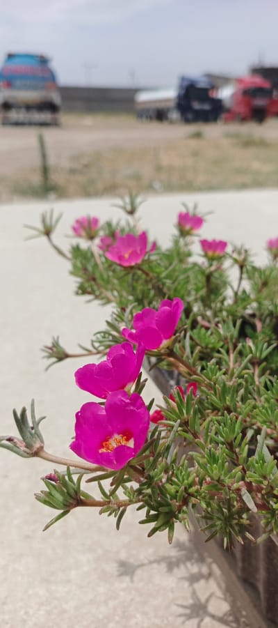 The image, taken in Mehrabad, Uzbekistan, displays a close-up of vibrant pink purslane flowers in a planter. The flowers are in focus and show intricate details of their petals and yellow centers, with some dew drops visible on the petals. The plant's succulent green leaves and stems are also clearly rendered. In the background, the scene is out of focus, revealing a muted, dusty environment. Several vehicles, including what appear to be trucks and possibly a bus, are visible in the distance. The overall lighting suggests an outdoor setting during daylight hours. The ground in the foreground is a pale, textured surface, possibly concrete or paving. Shadows of the plant and flowers are cast on this surface. The background bokeh indicates an open area, possibly a lot or roadside, with some low vegetation and structures visible.