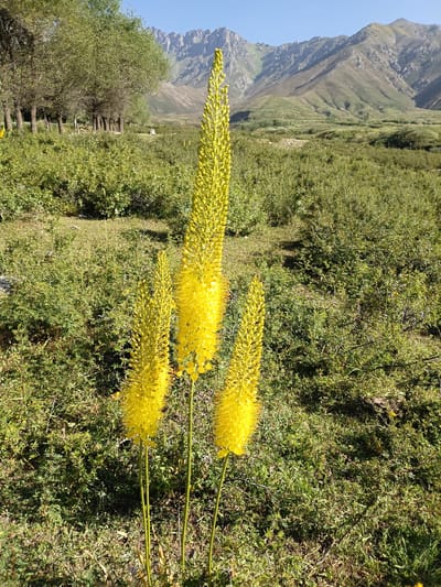 In the city of Kalaynay, Tajikistan, a vibrant natural scene unfolds under a clear blue sky. The foreground is dominated by three tall, bright yellow floral spikes, their dense, spiky inflorescences reaching upwards. These plants stand amidst a landscape of lush green vegetation, characterized by a mix of grasses and low-lying bushes. In the mid-ground, a line of trees with full green foliage stretches across the frame, casting subtle shadows on the grassy terrain. Beyond the trees, rolling hills covered in green and brown hues rise towards the majestic, rugged mountains that form the backdrop of the scene. The mountains exhibit a stark, rocky texture with visible slopes and peaks. The overall impression is one of a serene, sun-drenched natural environment, showcasing the beauty of the Tajik landscape.
