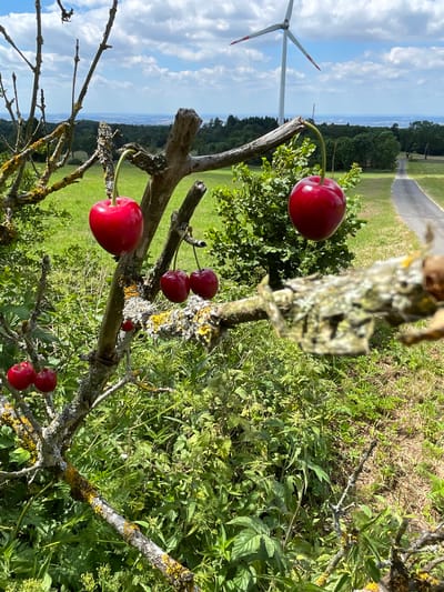 This is a vertical, eye-level, medium shot photograph taken in Schwarzenborn, Germany. In the foreground, a cherry tree branch, encrusted with lichen, extends diagonally from the right side of the frame towards the left. Two ripe, red cherries hang from a stem near the right end of this branch. To the left and slightly behind, another branch of the same tree holds a cluster of four cherries, two pairs of which are attached. Further to the left, a single large cherry dangles from a thin stem. The tree itself is bare in sections, with some moss and lichen visible on its branches. The background features a lush green field, a road leading into the distance, a forest line, and a prominent wind turbine with white and red blades spinning against a partially cloudy blue sky. The image is captured on a sunny day.