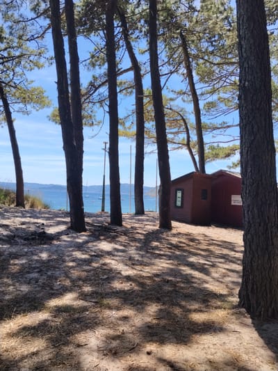 The image captures a view of a sandy beach area with several tall pine trees casting dappled shadows on the ground. In the background, a body of blue water, likely the sea, is visible under a clear blue sky. Several sailboats are scattered across the water. To the right of the frame, a small, dark red wooden building with a single window and a sign that reads "CONCELLO DE VIGO" is situated amongst the trees. The scene appears to be a coastal area, likely a park or recreational space within the city of Vigo, Spain, given the sign. No people are present in the image.