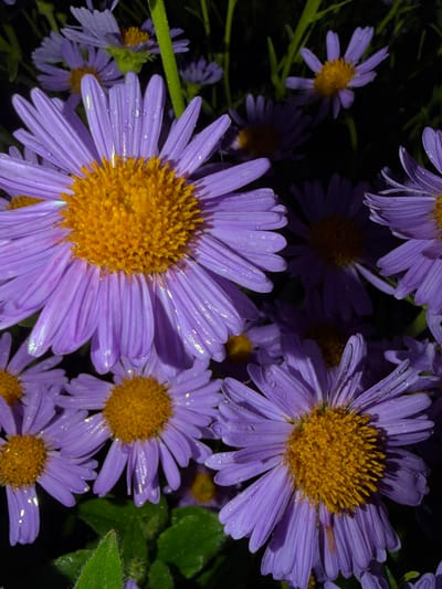 This is a close-up, low-angle, full-frame shot of a cluster of purple asters, which appear to be covered in water droplets, suggesting recent rain or dew. The flowers have bright yellow centers and slender, elongated purple petals. The background is dark and out of focus, with hints of green foliage and other blurry flowers. The lighting is dim, creating a dramatic effect and highlighting the texture of the petals and the water droplets. The image does not depict any people, actions, or interactions. The provided information about the location in Шемордан, Russia, cannot be visually confirmed from the image itself.