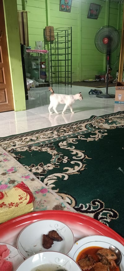 The image depicts an interior scene in Beunot, Indonesia, likely a living space. A white cat with dark markings on its tail and ears is walking across a tiled floor. The room is painted a light green, and the walls are paneled with wood. In the background, there is a tall, black metal shelving unit and a floor fan. A child is visible sitting on the floor near the fan. The foreground is dominated by a large, dark green rug with an ornate pattern. A red tray holding several white plates with food is also in the foreground, along with a stack of yellow napkins. The overall impression is of a domestic setting.