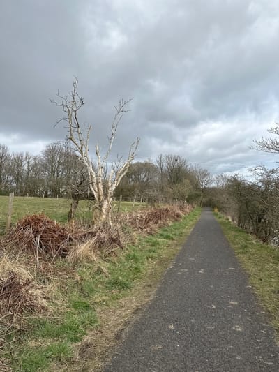 The image depicts a narrow asphalt path stretching into the distance, flanked by grassy terrain and trees under a cloudy sky. A bare, pale-colored tree stands prominently to the left of the path. A wooden fence runs adjacent to the grassy area. Power lines are visible in the background. This appears to be located in the city of Dunfermline, United Kingdom.