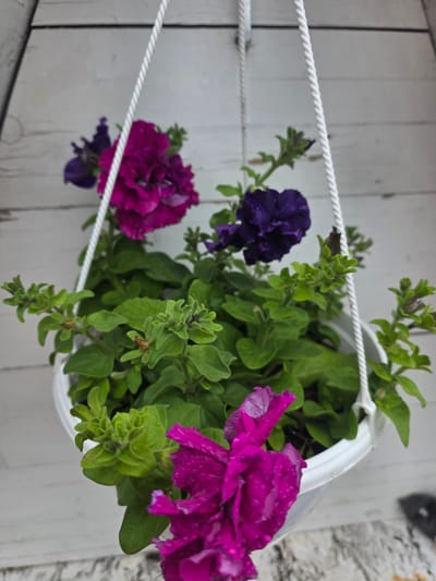 The image shows a close-up of a hanging basket filled with vibrant purple petunias against a light-colored wooden wall. The petunias are in various stages of bloom, with some fully open and others in bud. The flowers appear wet, possibly from recent rain or watering, with visible water droplets on their petals. The basket is white and suspended by two white ropes. The background wall is made of horizontal wooden planks. The setting appears to be outdoors, possibly a balcony or patio in the city of Проводник, Russia. There are no people or animals visible in the image.