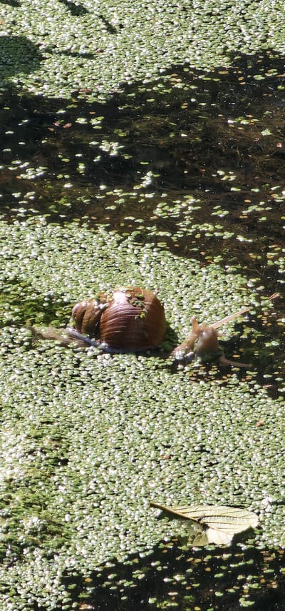 A snail is visible in a body of water covered in duckweed. The snail, with its shell clearly depicted, is positioned in the center-right of the image. It appears to be moving or resting on the surface of the water, surrounded by the dense green aquatic vegetation. The water itself is dark beneath the duckweed. The scene is likely outdoors, given the natural setting and sunlight reflecting off the water and duckweed. The specific location in Saulkrasti, Latvia cannot be determined from the image alone.