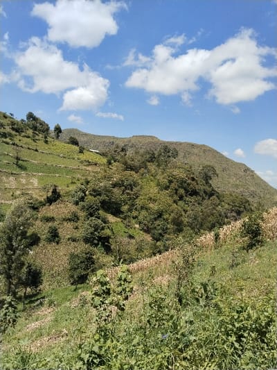 The image displays a panoramic view of a rural, terraced agricultural landscape within Subukia ward, Kenya, under a clear blue sky with scattered white cumulus clouds. The foreground and mid-ground feature undulating terrain with extensive cultivation. Dominant elements include fields of mature, dried maize stalks with beige and light brown hues on the right and lower slopes, alongside patches of dense green trees and shrubs. On the left hillside, distinct green and brown agricultural terraces are visible. A small, white single-story structure is present on a distant terraced slope towards the center. The background is characterized by a large, higher hill covered in sparse, dry-looking brownish-green vegetation. No individuals or active processes are observed.