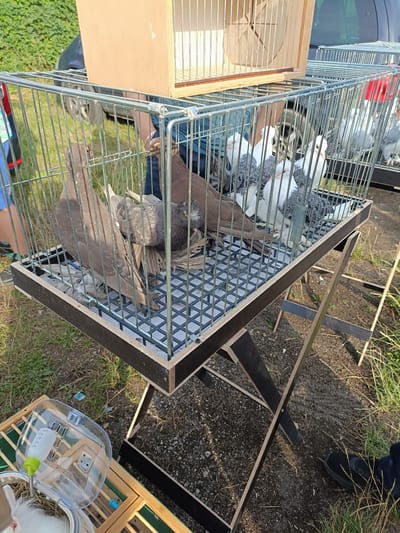 The image depicts an outdoor scene, possibly in Łosice, Poland, where several cages containing pigeons are displayed. The main cage, made of metal bars and a wooden frame, is elevated on a folding metal stand. Inside, there are several pigeons, some predominantly brown, others a mix of white and grey. A second, smaller cage with a wooden top is visible behind and above this main cage. To the lower left, another wooden enclosure with a clear plastic water dispenser and a white rabbit is present. The ground appears to be a mix of dirt, gravel, and grass. Several individuals are partially visible in the background, with legs and clothing indicating their presence. The lighting suggests it is daytime, with sunlight casting shadows.