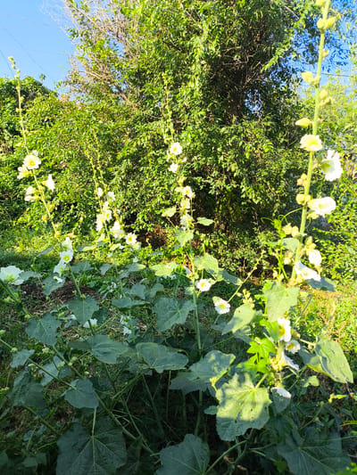 The image depicts a garden scene in Малиновка, Kyrgyzstan, characterized by lush greenery and tall, flowering plants. In the foreground, several tall stalks of hollyhocks are prominent, bearing numerous white and pale yellow flowers and developing buds. The hollyhocks have large, deep green, palmate leaves at their base. Behind the hollyhocks, dense foliage of various trees and shrubs forms a verdant backdrop. The ground is covered with grass and dry vegetation. The sky, visible through gaps in the leaves at the top of the frame, is a clear blue. The lighting suggests it is daytime, with sunlight illuminating the plants, casting some shadows. There are no people or animals visible in the scene.