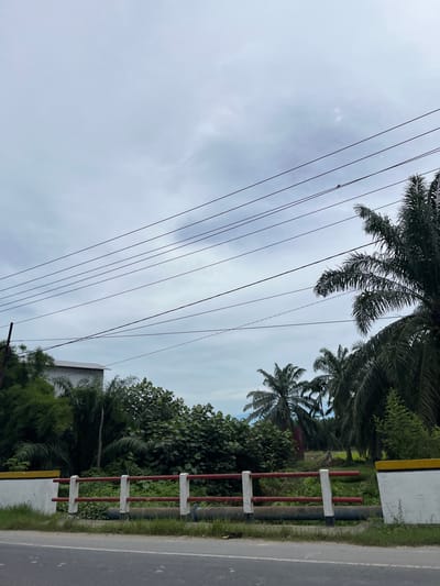 The image depicts a roadside view with lush vegetation and a cloudy sky. In the foreground, a paved road runs horizontally. Adjacent to the road is a low white wall with a red railing and yellow trim. Beyond the wall, dense green foliage and trees, including palm trees, are visible. A corrugated metal building with a sloped roof is partially obscured by trees on the left side of the image. Several utility wires crisscross the sky, with one thin wire near the top right of the frame appearing to have a small bird perched on it. The overall environment suggests a tropical or subtropical location.