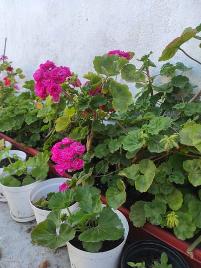A close-up, eye-level shot captures a row of potted geraniums with vibrant pink flowers and lush green leaves. The plants are arranged in white and red plastic pots on a grey concrete surface. Behind the flowers, a textured, light-colored wall forms the background. The scene appears to be outdoors, possibly in a garden or on a balcony, in the city of Novokayakent, Russia, though no specific landmarks are visible. The lighting suggests it is daytime.