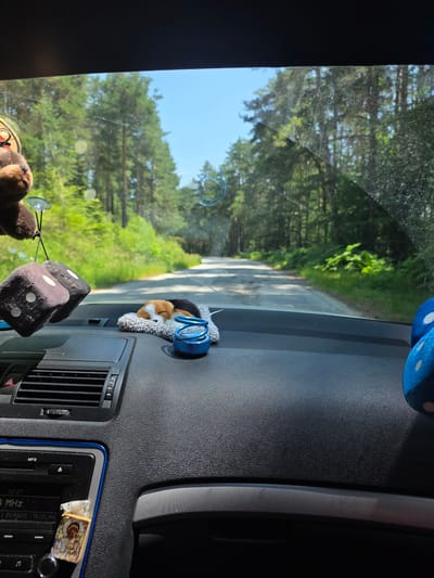 The image captures a view from inside a vehicle driving on a road through a dense forest. The road appears to be paved and curves slightly to the right. Tall pine trees line both sides of the road, with lush green undergrowth. The sky is a clear blue.
Inside the car, the dashboard is visible. On the dashboard, there are several decorative items: a plush brown bear hanging from a suction cup on the windshield, two large fuzzy dice (one black and one dark brown) hanging from the rearview mirror or a similar fixture, and a small, realistic-looking plush dog sleeping on a fuzzy grey mat. To the right of the dog is a blue, coiled air freshener. A portion of the car's center console with air vents and a radio display is visible on the left side of the image. On the console, a small icon of a religious figure is attached. Two blue fuzzy dice with white dots are visible on the right side of the dashboard.
The scene is consistent with a drive through a rural or natural area, likely in the vicinity of Dedovo, Bulgaria, given the prominent pine forestation. The presence of the decorative items suggests a personal vehicle.