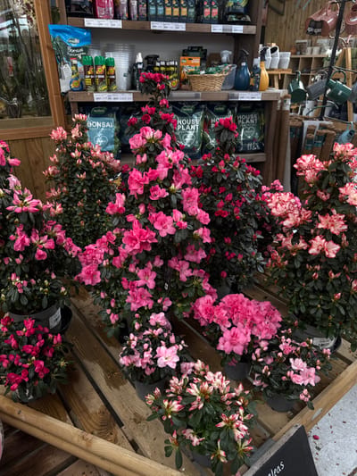 The image displays an indoor retail environment, specifically a garden center, situated within the Wyre Forest district of the United Kingdom. The foreground and midground are dominated by a dense arrangement of potted Azalea plants, presented on wooden slatted display tables or pallets. These plants are in various stages of bloom, predominantly featuring vibrant pink flowers, alongside some paler pink and bi-colored pink and white varieties. The Azaleas are contained in dark plastic pots. A partial black sign, revealing "aleas," is visible in the lower right, indicating the plant type.
The background consists of multiple wooden shelves stocked with an assortment of gardening products. The middle shelf features large bags of potting mix, including "Bonsai Potting Mix" and "House Plant Potting Mix" by Westland, alongside various spray bottles (green, blue, yellow), clear plastic containers, and a woven basket. The upper shelves hold smaller packaged items. To the right, several decorative watering cans in copper, green, and grey tones, along with other small pots, are visible. A large roll of brown material is partially seen behind these items. No individuals are present in the scene.