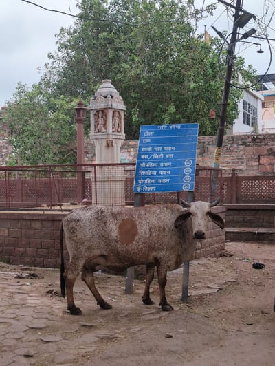 The image shows a cow standing on a cobbled street in Jodhpur, India, near an ancient stone monument with intricate carvings. To the right of the cow, a blue sign displays traffic speed limits in Hindi. The background features a lush green tree and a weathered brick wall. The sky is overcast.
