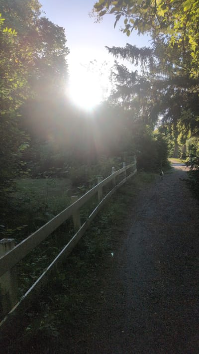 A gravel path curves through a wooded area with a low, white wooden fence lining its left side. The sun is bright and appears low in the sky, creating lens flare and strong backlight effects, obscuring details in the trees and foliage. The path leads into the distance, where it appears to widen and is bordered by more trees. A small, light-colored dog is visible on the path in the middle distance, walking away from the camera. The overall impression is a peaceful, sun-dappled natural scene within the city of Haseldorf, Germany, likely a park or a walking trail.