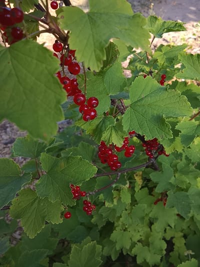 A close-up shot showcases a cluster of bright red currants hanging from a bush, interspersed with vibrant green leaves. The currants are plump and spherical, with a glossy sheen, some hanging in tight bunches, others more solitary. The leaves are broad and serrated, with visible veins, creating a lush backdrop. The lighting suggests it is daytime, with dappled sunlight filtering through the foliage, casting soft shadows and highlighting the rich red of the berries. The background is softly blurred, hinting at a natural outdoor setting, possibly a garden or countryside, with hints of soil and dry vegetation. The overall mood is one of natural abundance and the simple beauty of ripening fruit. There is no visible text in the image. The location context of Патоцкі сельскі Савет, Belarus, suggests a rural European setting.