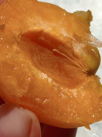 A close-up, slightly overhead shot captures the interior of a halved apricot, held by a person's thumb and forefinger. The apricot flesh is a vibrant orange, with visible texture and glistening moisture, reflecting tiny bright highlights. The cut surface reveals the inner cavity and what appears to be the remains of a pit or seed attachment point. The background is a light, nondescript surface. No specific location in Orenburg, Russia, can be determined from the image.