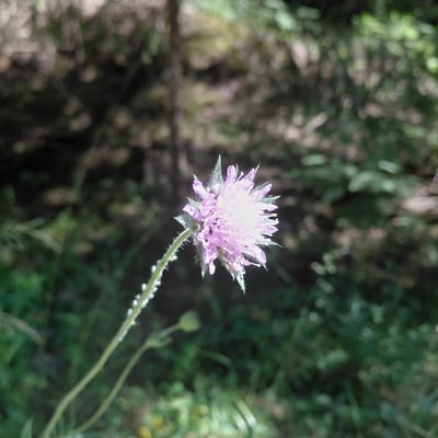 A close-up, slightly blurry shot focuses on a single, light purple flower with a spherical head. The flower is composed of numerous small, delicate petals radiating outwards, with hints of spiky green sepals visible at the base. The flower has a fuzzy, almost spiky stem, dotted with small white growths, which extends downwards and to the right. The background is a soft blur of greens and browns, suggesting a natural outdoor setting like a meadow or forest edge. The lighting indicates it is daytime, likely with sunlight filtering through foliage. The overall impression is one of natural beauty and tranquility. No people, text, or specific events are visible. The location context provided is Skuķīši, Latvia.