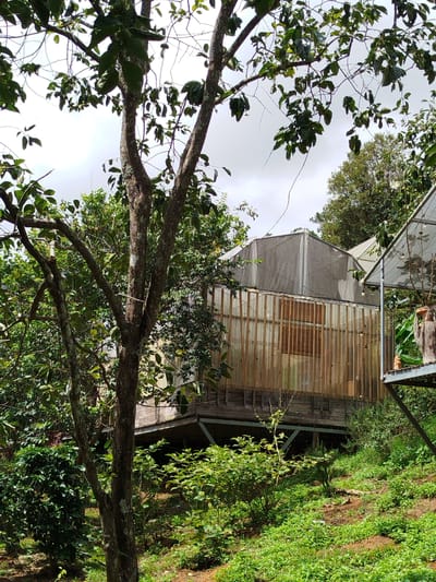 The image depicts an elevated wooden structure with vertical wooden planks forming the facade of a building, partially covered by a translucent fabric roof. The structure is situated on a hillside amidst lush green vegetation, including trees with broad leaves and a dense undergrowth. A pathway or deck is visible in front of the building, supported by metal beams. To the right, another elevated platform with a mesh canopy is partially visible, featuring hanging lights and a decorative urn with a plant. The scene is outdoors, suggesting a rural or natural setting. The overall impression is one of an eco-friendly or rustic accommodation, possibly a resort or guesthouse. The location is identified as Trường An, Vietnam.