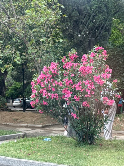 The image captures an outdoor scene with a vibrant pink oleander bush in the foreground, blooming profusely. Behind the bush, parts of two individuals are visible, one wearing a white outfit and another wearing a black and white polka dot skirt. The background features trees, a lamppost, and a street with a parked white car. The location is identified as Baku, Azerbaijan. The ground in front of the bush is covered with grass and scattered fallen petals, with a discarded plastic bottle lying on the grass. The overall setting appears to be a park or a street-side area within the city.